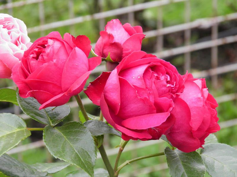 Beautiful Roses